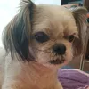 superchanga_73