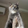 angry_kitty777