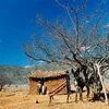 nordestino193