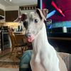 bandittheiggy