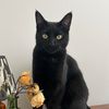 blackivy73