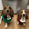 littlebassetfamily