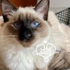sapphirekittensapril