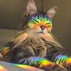 socialist_kitten