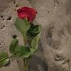 ayeshasiraj23