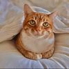 Banana The Cat
