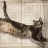 crittercrazycatlady