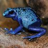 poisonousbluedartfrog