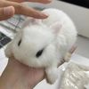 unicornpupi