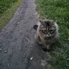 siber_sire