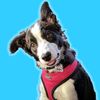 therealbellabordercollie