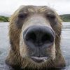 brownursabear