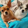 2sassychihuahuas