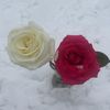 lupe_793