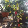 nguyenliii77