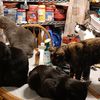 4catstomany