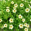banhbao112_