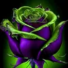 aren_aros