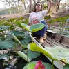 hoa_tien_dao