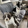 puppy_george_and_luna