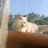 dylrxsa0pjun