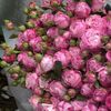 nora_rosy2019