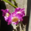 luhcalegario