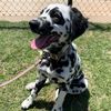 murphy_the_dal