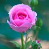 salam4556