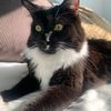 fweegthecat