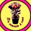 dasementearosa