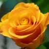 ahmedey102