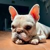 kasperthefrenchbulldog