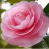 x.om_ahmad.x2