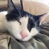 kampf0katze