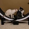 glasscitykitties