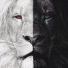 amr_avganov
