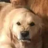 soupsnaker