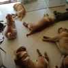 shar_pei.imperial.fu