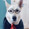 daisywhitegsd