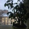 btcxrpada056