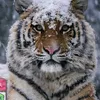 leks0668