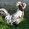 catacris90