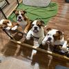 motherofbulldogsx6
