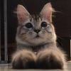 chiki51122