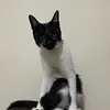 patinhofei00