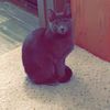 mamanuggie