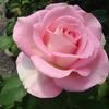 rosss47