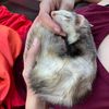 ferretmomof8