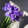 iris73k